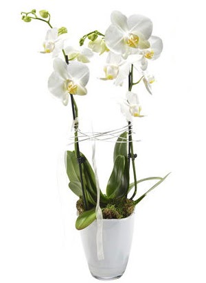 2 dall beyaz seramik beyaz orkide sakss  Kastamonu iek gnderme sitemiz gvenlidir 