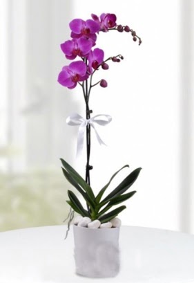 Tek dall saksda mor orkide iei  Kastamonu iekiler 