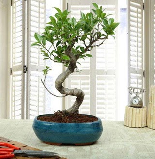 Amazing Bonsai Ficus S thal  Kastamonu internetten iek siparii 
