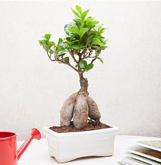 Exotic Ficus Bonsai ginseng  Kastamonu iek servisi , ieki adresleri 
