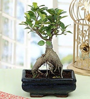 Appealing Ficus Ginseng Bonsai  Kastamonu anneler gn iek yolla 
