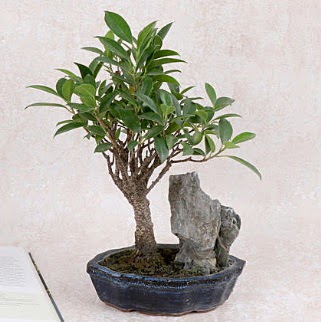 Japon aac Evergreen Ficus Bonsai  Kastamonu iek gnderme sitemiz gvenlidir 