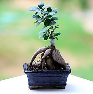 Marvellous Ficus Microcarpa ginseng bonsai  Kastamonu iek siparii vermek 