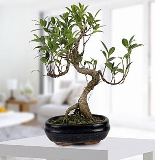 Gorgeous Ficus S shaped japon bonsai  Kastamonu yurtii ve yurtd iek siparii 