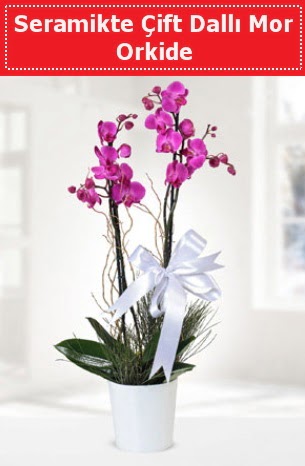 Seramikte Çift Dallı Mor Orkide  Kastamonu anneler günü çiçek yolla 