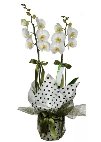 ift Dall Beyaz Orkide  Kastamonu 14 ubat sevgililer gn iek 