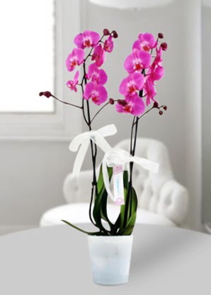 Çift dallı mor orkide  Kastamonu çiçekçiler 