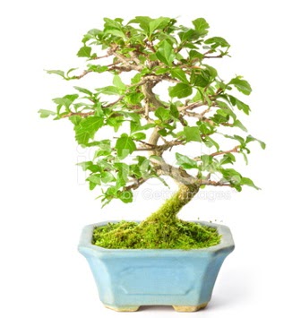 S zerkova bonsai ksa sreliine  Kastamonu nternetten iek siparii 