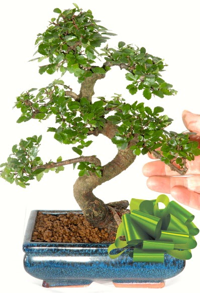 Yaklak 25 cm boyutlarnda S bonsai  Kastamonu iek siparii sitesi 