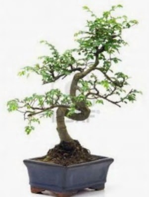 S gvde bonsai minyatr aa japon aac  Kastamonu iek sat 
