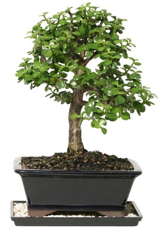 15 cm civar Zerkova bonsai bitkisi  Kastamonu iek siparii sitesi 