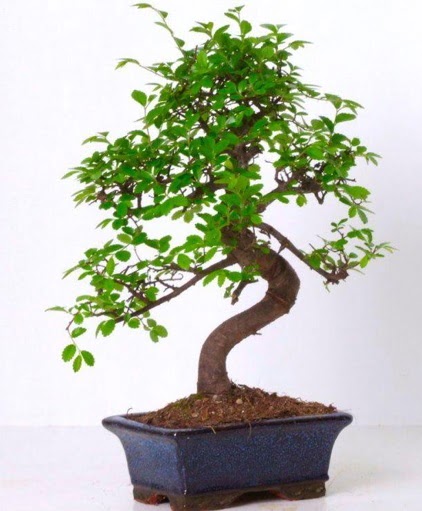 S gvdeli bonsai minyatr aa japon aac  Kastamonu iek gnderme sitemiz gvenlidir 