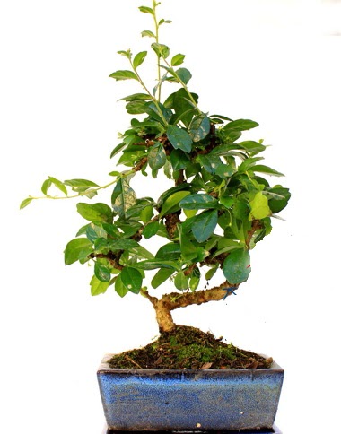 S gvdeli carmina bonsai aac  Kastamonu iek yolla  Minyatr aa