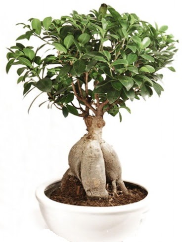 Ginseng bonsai japon aac ficus ginseng  Kastamonu nternetten iek siparii 