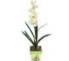 Özel Yapay Orkide Beyaz   Kastamonu online çiçekçi , çiçek siparişi 