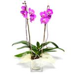  Kastamonu çiçek satışı  Cam yada mika vazo içerisinde  1 kök orkide