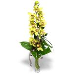  Kastamonu İnternetten çiçek siparişi  cam vazo içerisinde tek dal canli orkide