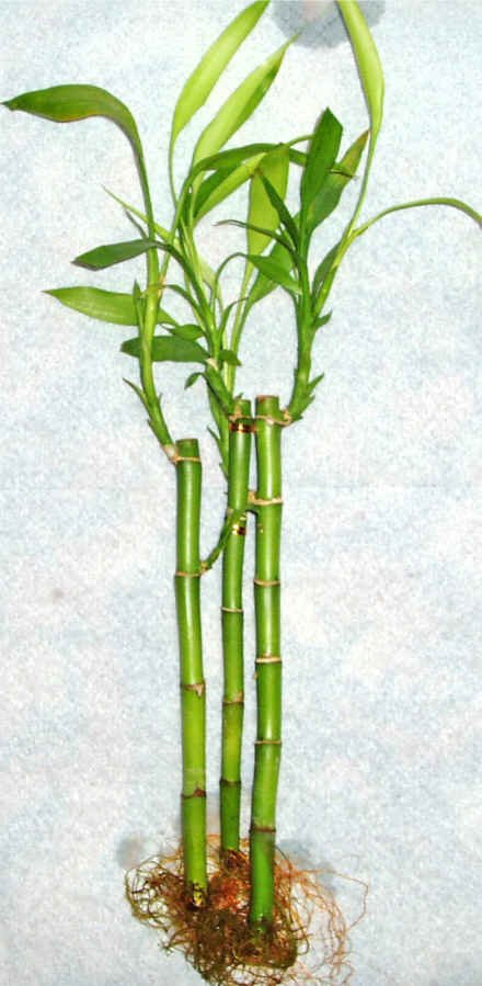 Lucky Bamboo 3 adet vazo hediye edilir   Kastamonu cicek , cicekci 
