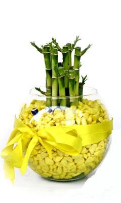 cam fanus içerisinde bambo  Kastamonu internetten çiçek satışı 