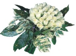  Kastamonu internetten çiçek siparişi  9 Beyaz gül Özel kisiler için