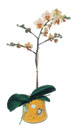  Kastamonu online çiçek gönderme sipariş  Phalaenopsis Orkide ithal kalite