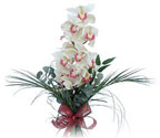  Kastamonu çiçek siparişi sitesi  Dal orkide ithal iyi kalite