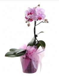 1 dal pembe orkide saksı çiçeği  Kastamonu kaliteli taze ve ucuz çiçekler 