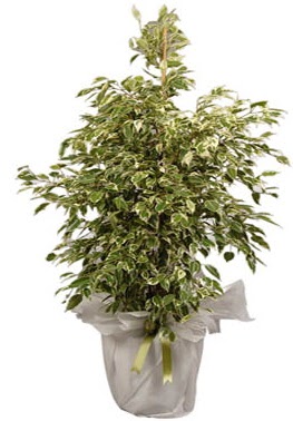 Orta boy alaca benjamin bitkisi  Kastamonu internetten çiçek satışı 