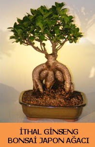 İthal japon ağacı ginseng bonsai satışı  Kastamonu İnternetten çiçek siparişi 