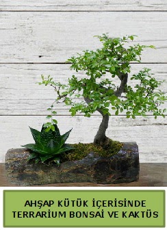 Ahşap kütük bonsai kaktüs teraryum  Kastamonu internetten çiçek siparişi 