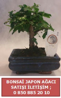 Japon ağacı minyaür bonsai satışı  Kastamonu çiçek satışı 