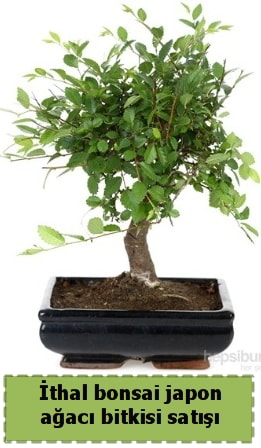 İthal bonsai saksı çiçeği Japon ağacı satışı  Kastamonu İnternetten çiçek siparişi 