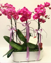 Beyaz seramik içerisinde 4 dallı orkide  Kastamonu ucuz çiçek gönder 