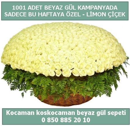 1001 adet beyaz gül sepeti özel kampanyada  Kastamonu çiçek gönderme sitemiz güvenlidir 