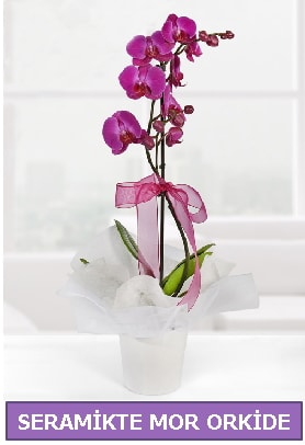 Seramik içerisinde birinci kalite tek dallı mor orkide  Kastamonu İnternetten çiçek siparişi 
