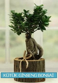 Kütük ağaç içerisinde ginseng bonsai  Kastamonu çiçek gönderme sitemiz güvenlidir 