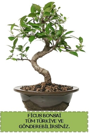 Ficus bonsai  Kastamonu çiçek gönderme sitemiz güvenlidir 