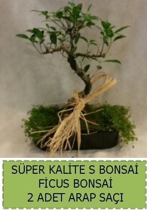 Ficus S Bonsai ve arap saçı  Kastamonu çiçekçi telefonları 