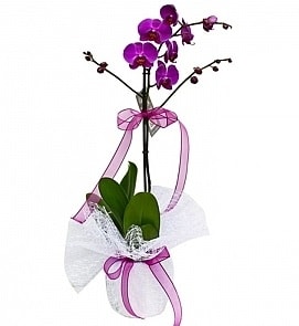 Tek dallı saksıda ithal mor orkide çiçeği  Kastamonu çiçekçiler 